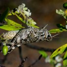 Gafanhoto (grasshopper)
